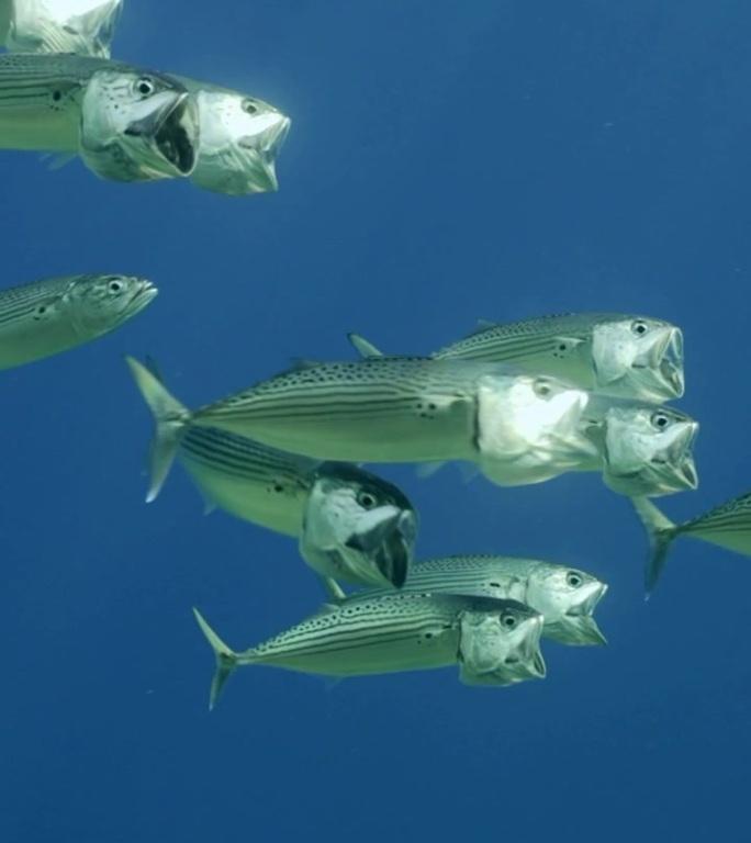 一群鲭鱼张开嘴游泳，在水面下过滤浮游生物