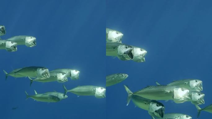 一群鲭鱼张开嘴游泳，在水面下过滤浮游生物