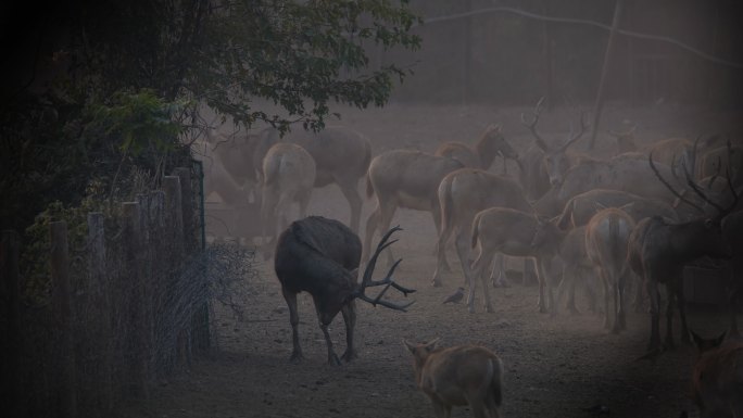 4K保护动物麋鹿