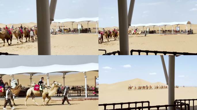 沙漠骑骆驼景区