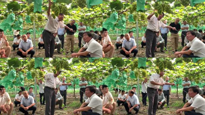 高校专家葡萄大棚现场教学