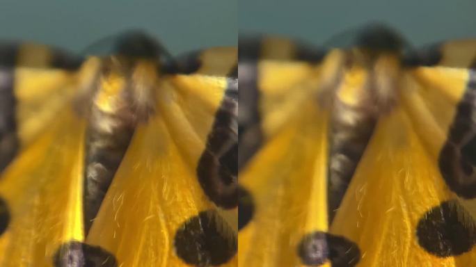 一个美丽的蝴蝶在黄色和黑色的细节视频