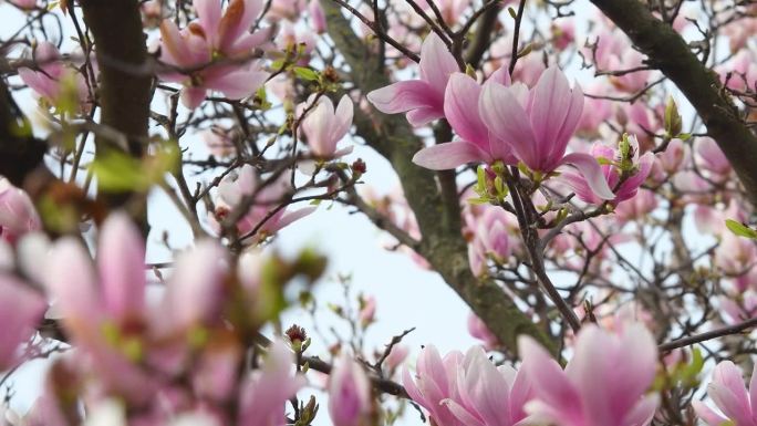 白玉兰树在开花。春天，微风吹动着美丽的粉红色玉兰花。有选择性的重点。