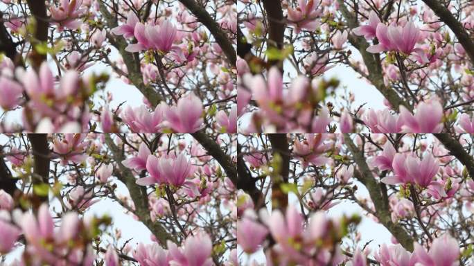 白玉兰树在开花。春天，微风吹动着美丽的粉红色玉兰花。有选择性的重点。