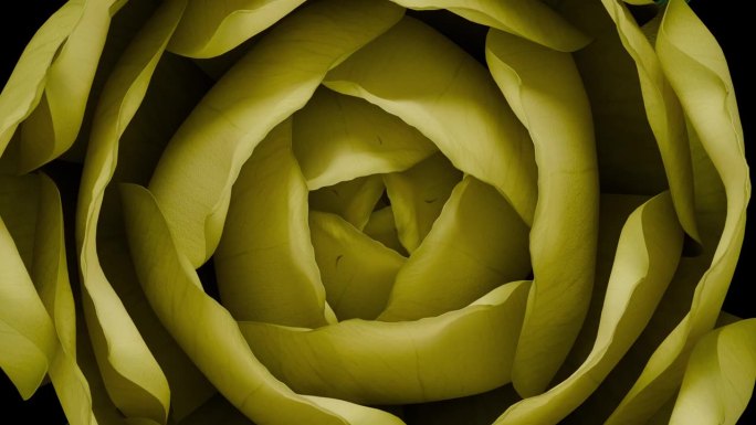 延时俯视图特写盛开的黄玫瑰