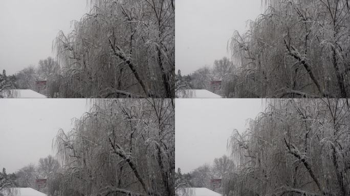 岳麓书院门前柳树雪景实拍