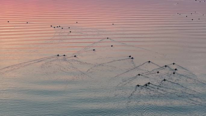 航拍汉江国家湿地公园黄昏水鸟栖息自然风光