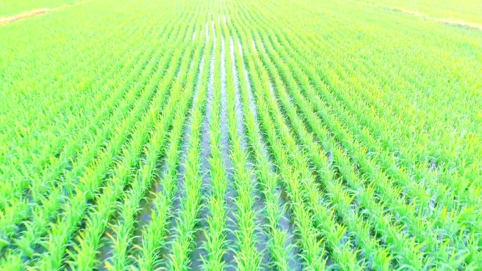 乡村振兴 水稻的春天