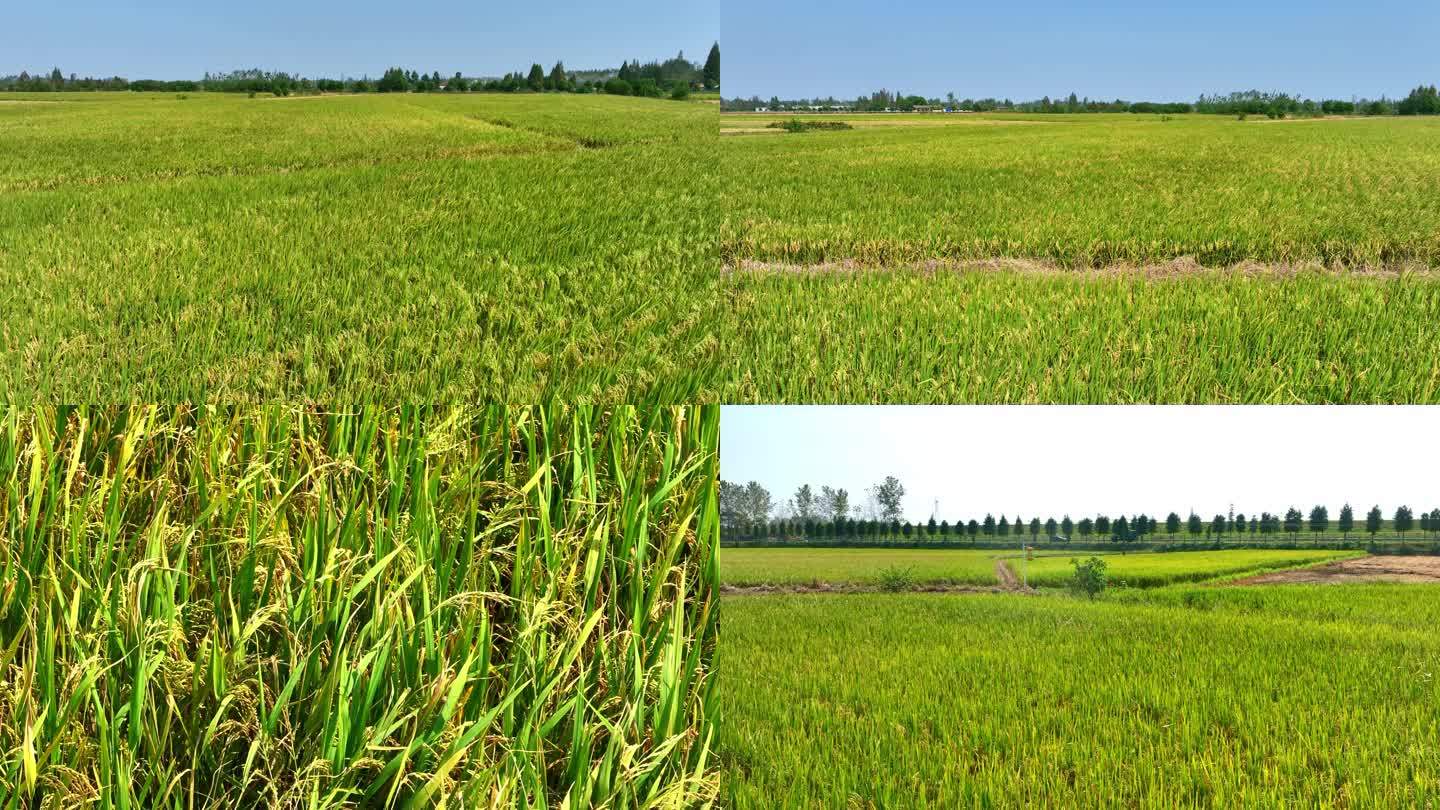 粮食收获水稻成熟夏季水稻南方农作物航拍
