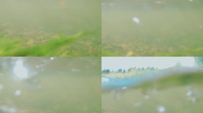 河里的鱼特写镜头