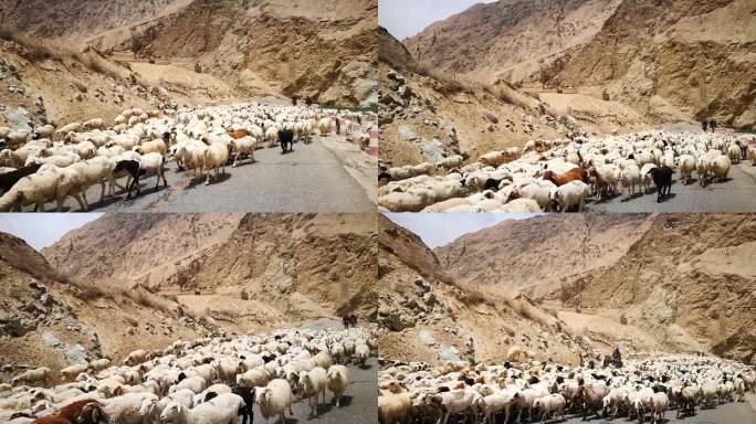 新疆山区公路上的羊群