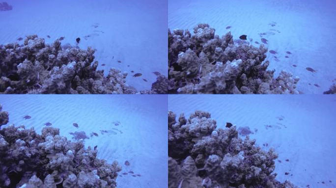水下海洋世界的双色蓝绿色Chromis margartifer鱼成群结队的硬珊瑚在海底底部的白色沙子
