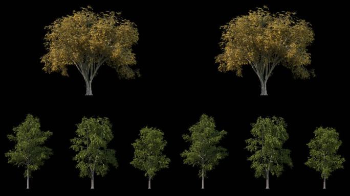四棵动态树带通道4K