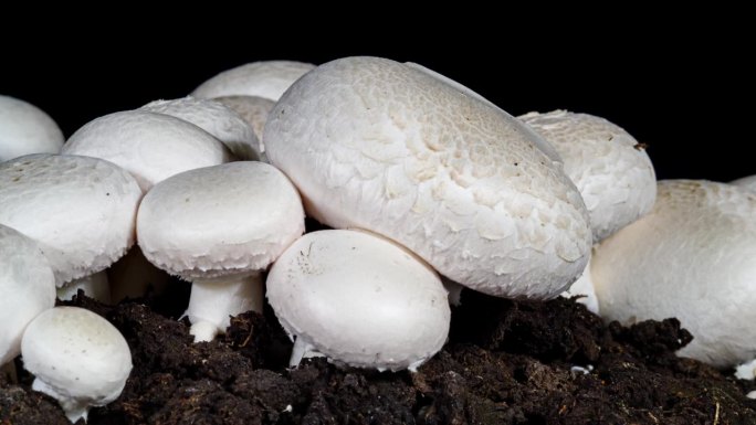蘑菇生长在土壤背景下的时间推移。浇水时土壤中的微生物。蝇虫入侵