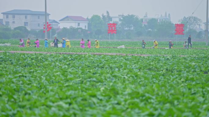 乡村菜薹蔬菜规模化种植采摘农民在地里劳作