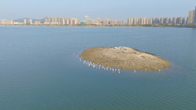 白鹭候鸟栖息地