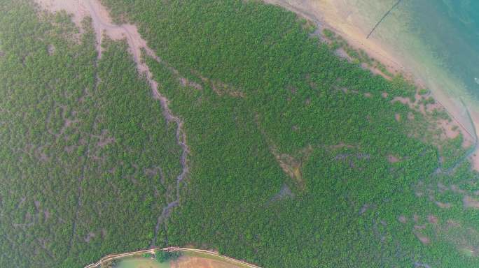 广西北海银滩大片红树林在生长但面积在减少