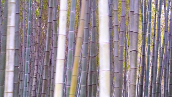杭州植物园树林竹林特写视频素材9