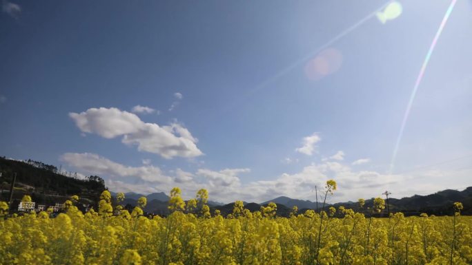 油菜花海