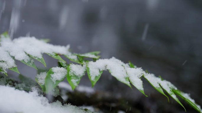 唯美雪景 雪花纷飞