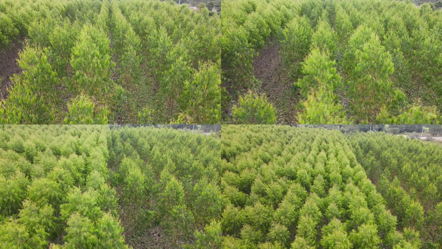 从无人机上鸟瞰桉树种植园缓慢移动的绿色植物。