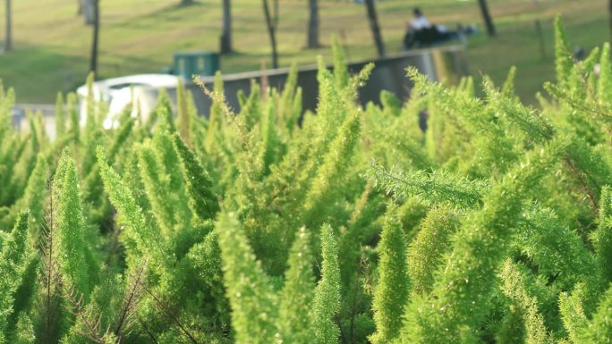 芦笋草在风里，植物在花坛里