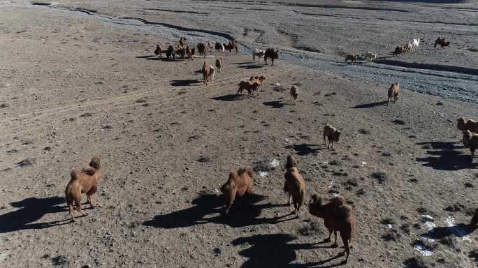 戈壁滩骆驼群