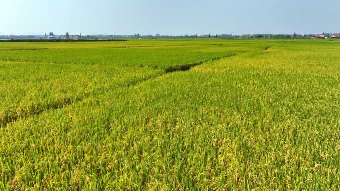 成熟稻田航拍南方作物鱼米之乡农村粮食种植