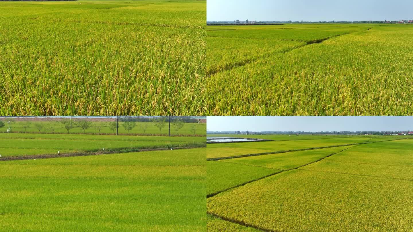 成熟稻田航拍南方作物鱼米之乡农村粮食种植