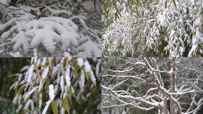 雪后松树树叶树枝积雪