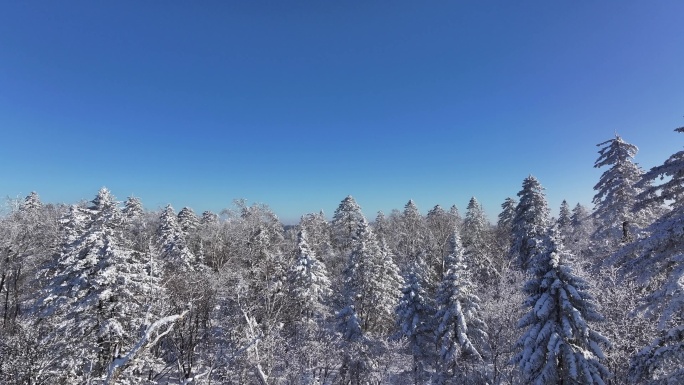4K-雪景哈尔滨树林