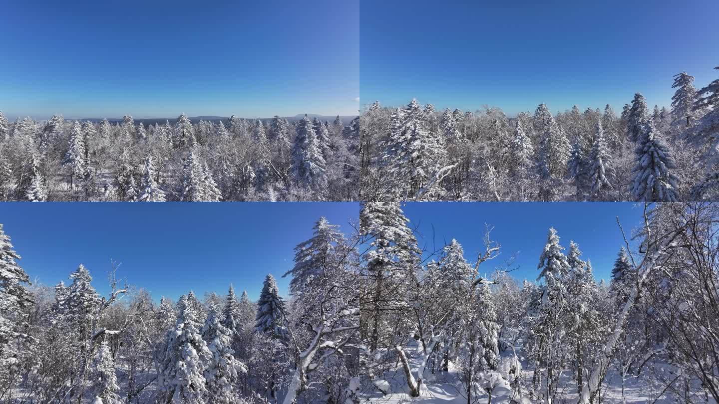 4K-雪景哈尔滨树林