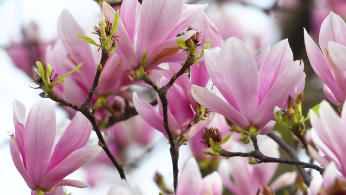 盛开的玉兰树。春天，微风吹动着美丽的粉红色玉兰花。白玉兰是一种落叶乔木，早期的花很大，颜色从白色到粉
