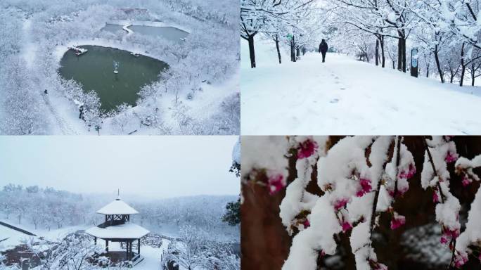 雪景中唯美樱花