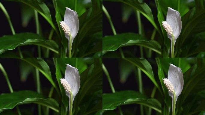 鸡血花，俗称和平百合，是一种非常受欢迎的室内植物，能够净化它所处的环境。接近白色的花朵
