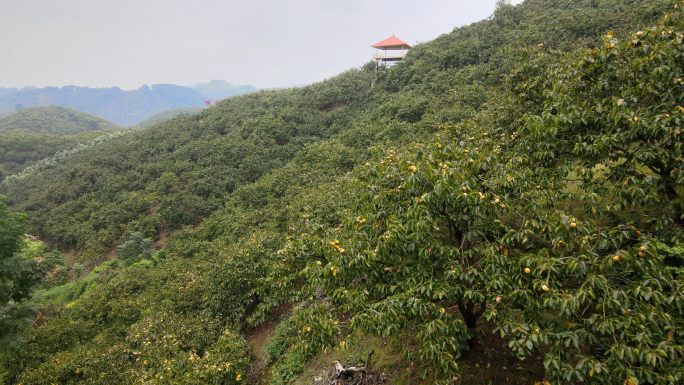 柿子林木航拍 柿子林海 柿子山