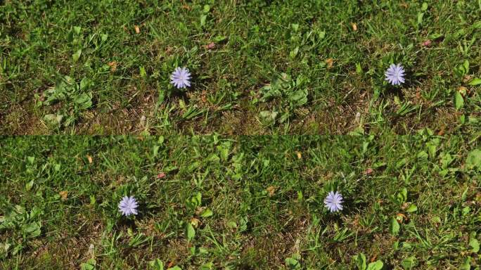 草地上的小蓝花