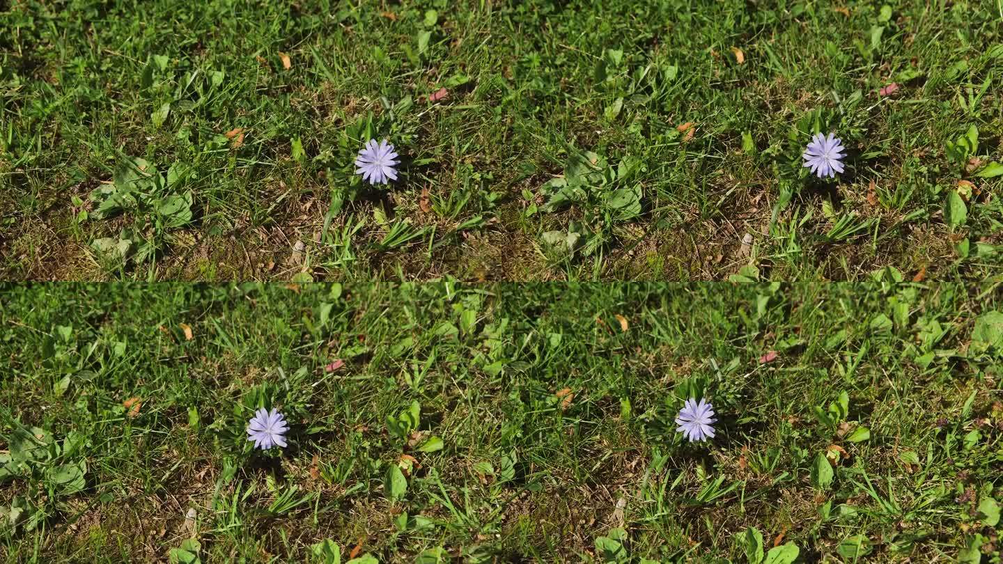 草地上的小蓝花