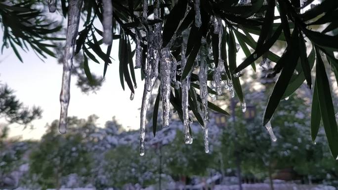 冰雪树枝