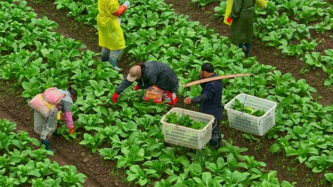 现代农业无公害蔬菜农产品农民采摘蔬菜