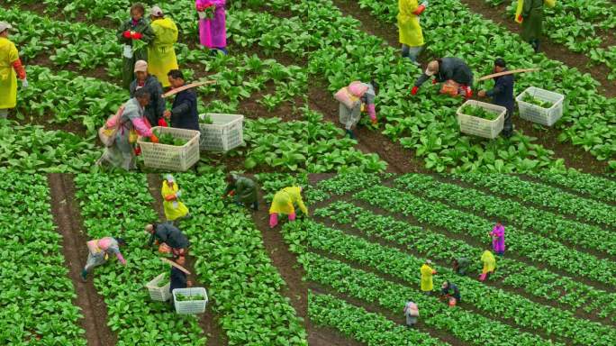 现代农业无公害蔬菜农产品农民采摘蔬菜