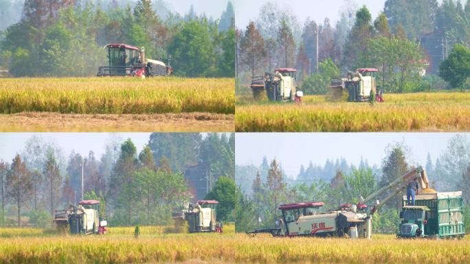 农村水稻收割