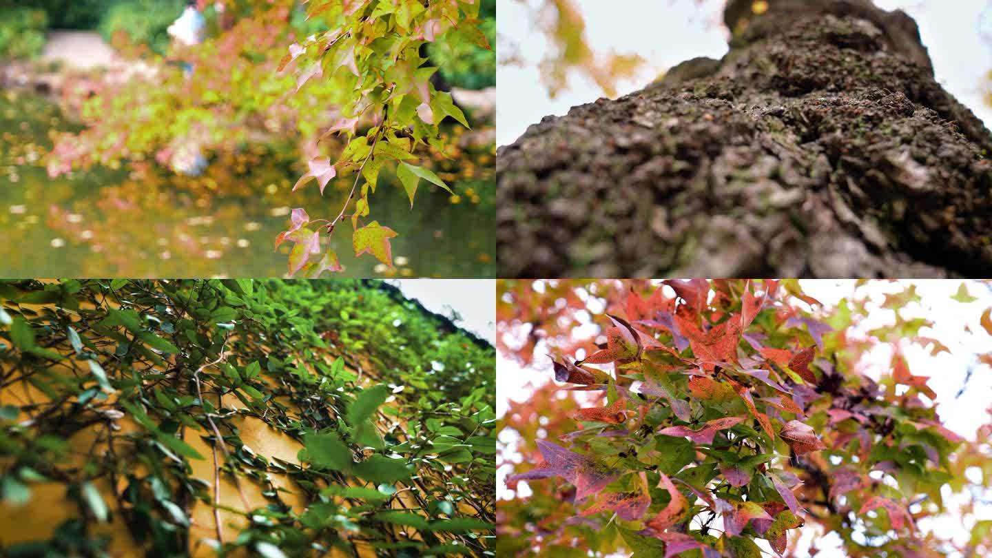 4K秋天落叶枫叶树木爬墙虎大自然阳光风景