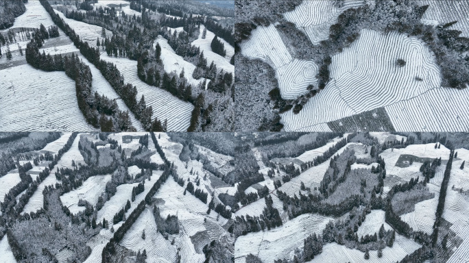 唯美茶园雪景高山生态茶山茶叶基地航拍