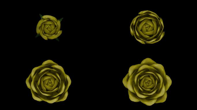 时间推移顶视图盛开黄玫瑰在黑色背景