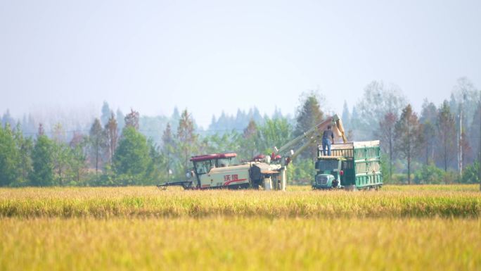 机械化收割水稻丰收季节水稻