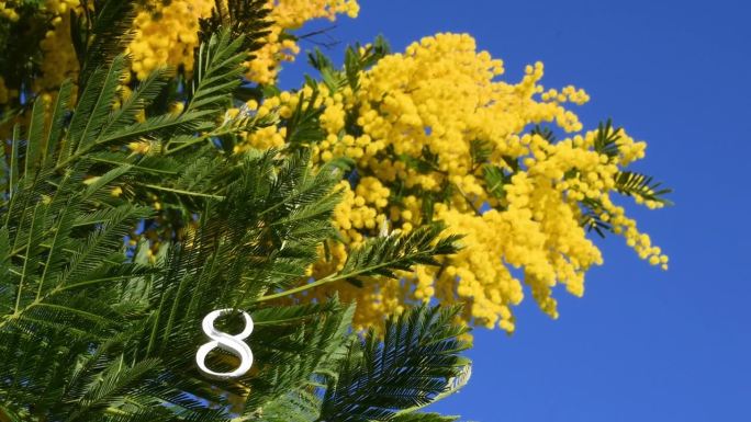 白色的8号在黄色含羞草盛开的树枝和令人惊叹的蓝天上。含羞草花在3月8日的国际妇女节。