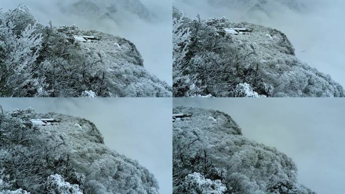 大雪纷飞的陕西汉中龙头山雪松冰挂雾凇
