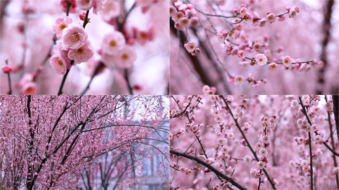 红梅花开 春天春暖花开