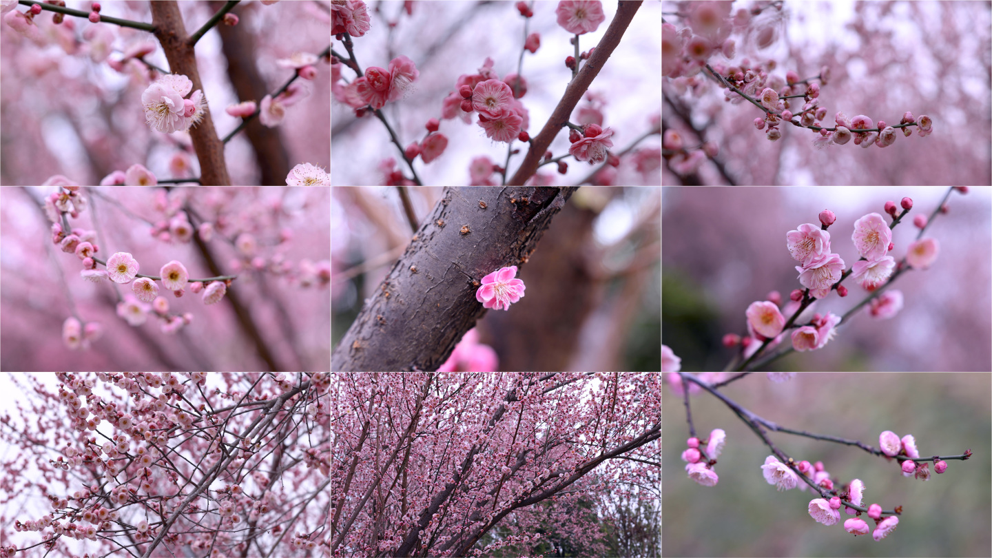 红梅花开 春天春暖花开